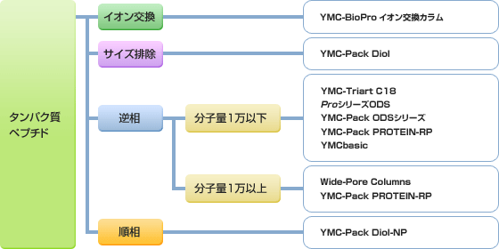 タンパク質、ペプチド