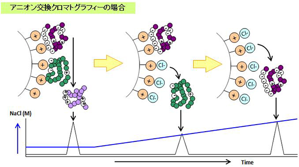 カラム クロマト グラフィー 原理